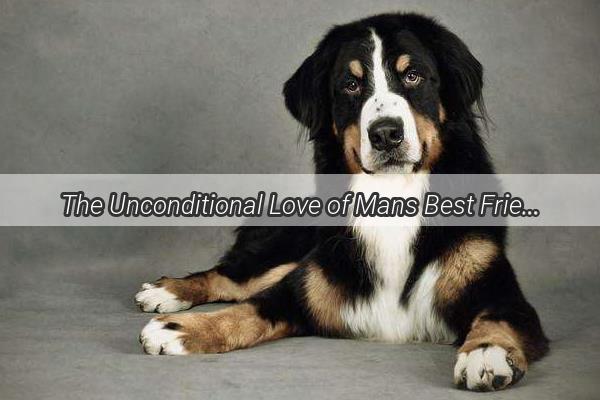 The Unconditional Love of Mans Best Friend Why Dogs Are Unmatched in Loyalty